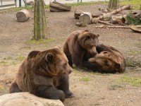 /album/fotogalerie-medvedarium-beroun/medvedarium-a-rozhledna-v-beroune-jpg/